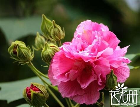 芙蓉種植方法|芙蓉要怎麼種